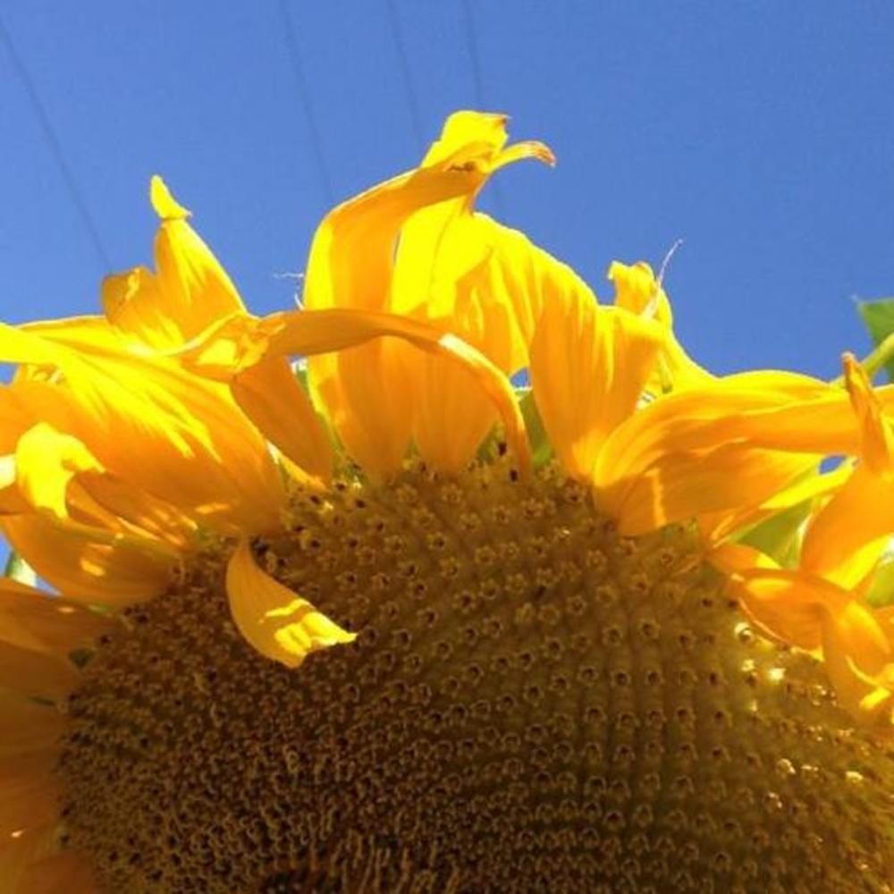 Meet your Posher, Susie